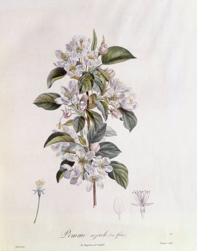 Orapihlaja (Crataegus azarolus) kukka Henry Louis Duhamel du Monceau, Pierre Jean Francois Turpinin kasvitieteellinen levy tekijältä Pierre Jean Francois Turpin