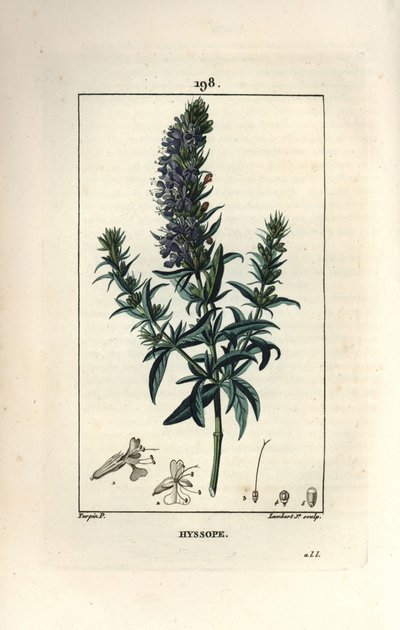 Hyssop officinale tai iisoppi - Iisoppi, Hyssopus officinalis. Lambert Juniorin käsinvärinen pistekuparikaiverrus Pierre Jean-Francois Turpinin piirustuksesta Chaumetonista, Poiret