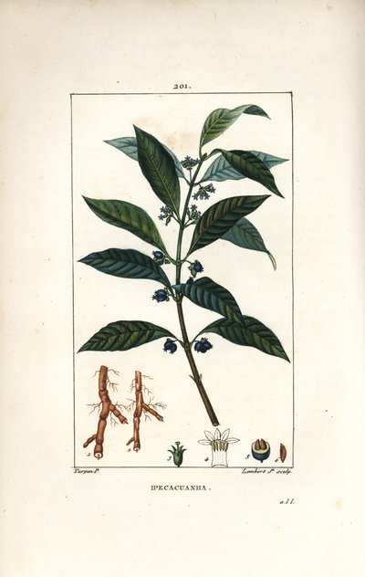 Ipeca tai Ipecacuana - Ipecacuanha, Psychotria emetica, lehtiä, kukkia ja juuria. Lambert Juniorin käsinvärinen pistekuparikaiverrus Pierre Jean-Francois Turpinin piirroksesta Chaumetonista, Poiret