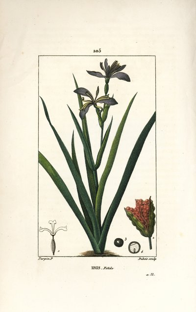 Iris fetide tai iirisjalka, haiseva iiris - Haiseva iiris, Iris foetida, jossa kukka, lehti ja siemenpalko. Dubois
