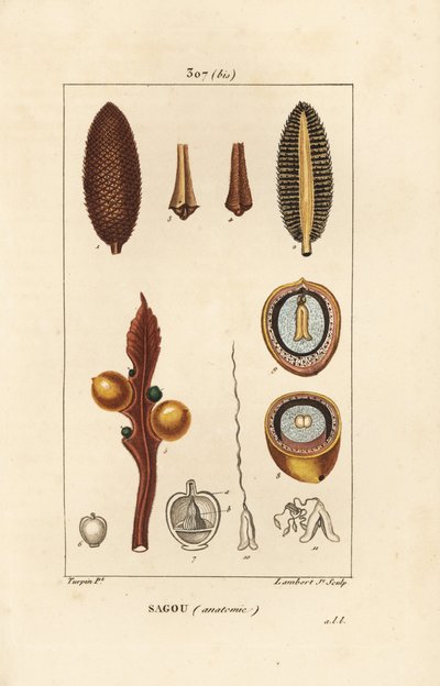 Suuret oksat tai suuret cycas-siemenet - Queen-sago, Cycas circinalis, jossa siemen ja leikkaus. Uhanalainen. Lambert Juniorin käsinvärinen pistekuparikaiverrus Pierre Jean-Francois Turpinin piirustuksesta Chaumetonista, Poiret