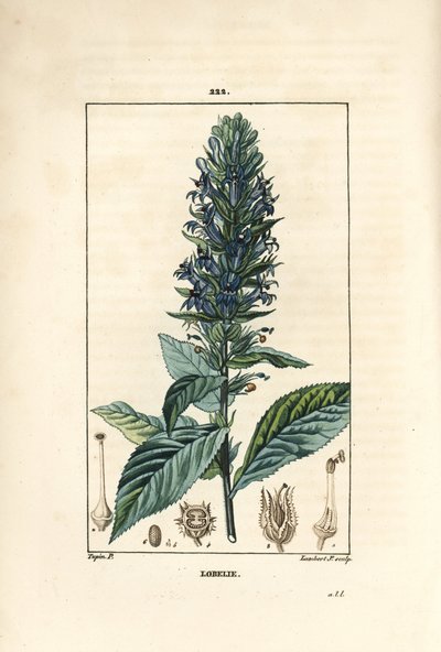 Suuri lobelia tai siphilitic lobelia - Sininen kardinaalin kukka, Lobelia syphilitica. Lambert Juniorin käsinvärinen pistekuparikaiverrus Pierre Jean-Francois Turpinin piirroksesta Chaumetonista, Poiret