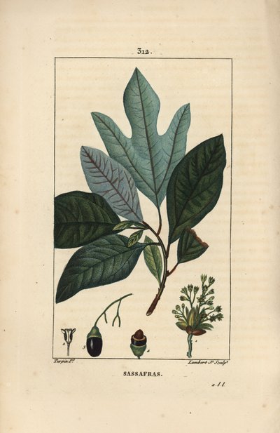 Laurier des Iroquois - Valkoinen sassafras-puu, Sassafras albidum, kukka, lehti, hedelmä ja siemen. Lambert Juniorin käsinvärinen pistekuparikaiverrus Pierre Jean-Francois Turpinin piirroksesta Chaumetonista, Poiret