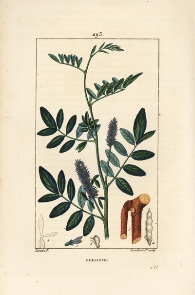 Lakritsi tai lakritsi, Glycyrrhiza glabra, kukka, lehti, kuori, puumainen oksa ja siemen. Lambert Juniorin käsinvärinen pistekuparikaiverrus Pierre Jean-Francois Turpinin piirroksesta Chaumetonista, Poiret