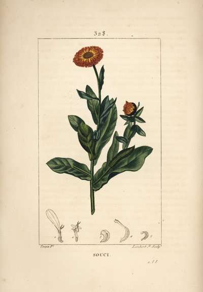 Kehäkukka, Calendula officinalis, kukka, lehti ja varsi. Lambert Juniorin käsinvärinen pistekuparikaiverrus Pierre Jean-Francois Turpinin piirustuksesta Chaumetonista, Poiret
