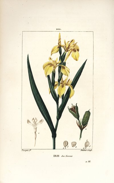 Marsh Iris tai Water Yellow Iris - Keltainen iiris, Iris palustris lutea, kukka, lehti ja siemenpalko. Lambert Juniorin käsinvärinen pistekuparikaiverrus Pierre Jean-Francois Turpinin piirustuksesta Chaumetonista, Poiret