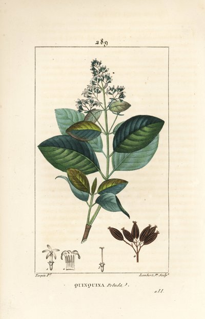 Michurago tai fruta de mono, Ladenbergia macrocarpa (Cinchona ovalifolia), jossa kukka, lehti, varsi ja siemen. Lambert Juniorin käsinvärinen pistekuparikaiverrus Pierre Jean-Francois Turpinin piirroksesta Chaumetonista, Poiret