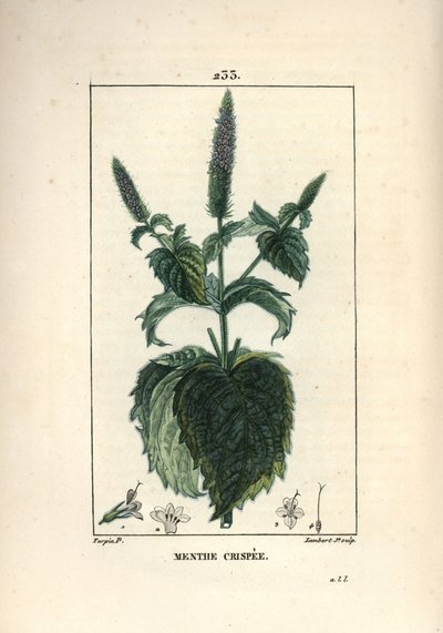 Mint crispee, pörröinen tai ontto - Kihartunut minttu, Mentha crispa. Lambert Juniorin käsinvärinen pistekuparikaiverrus Pierre Jean-Francois Turpinin piirustuksesta Chaumetonista, Poiret