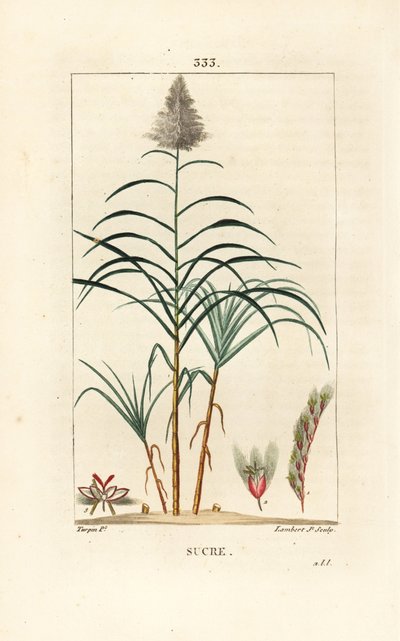 Jaloruoko - Sokeriruoko, Saccharum officinarum. Lambert Juniorin käsinvärinen pistekuparikaiverrus Pierre Jean-Francois Turpinin piirustuksesta Chaumetonista, Poiret