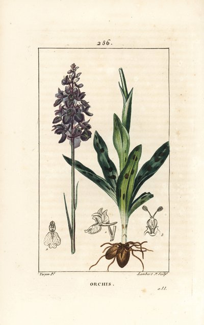 Orchis uros tai satyrion uros - Varhainen violetti tai urosorkidea, Orchis mascula, jossa kukka, varsi, lehti ja sipuli. Lambert Juniorin käsinvärinen pistekuparikaiverrus Pierre Jean-Francois Turpinin piirustuksesta Chaumetonista, Poiret