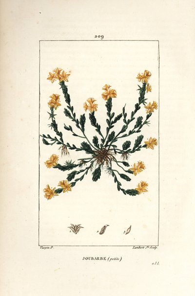 Orpin acre - Golden stonecrop, Sedum acre. Lambert Juniorin käsinvärinen pistekuparikaiverrus Pierre Jean-Francois Turpinin piirustuksesta Chaumetonista, Poiret