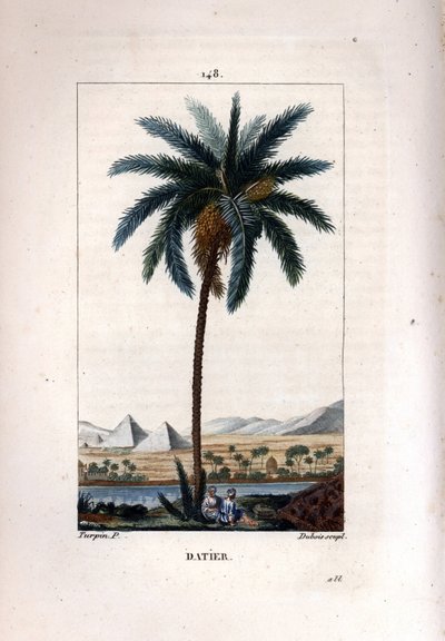 Palm a taatelit Taatelipalmu, Phoenix dactylifera, jossa näkyy hedelmiä ja lehtiä maisemaa vasten pyramidien ja joen kanssa. Dubois