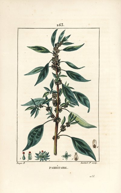 Parietaire officinale (tai Perce wallaille, Casse pierre, Espargoule, Gamberoussette) - Seinämäinen, Parietaria officinalis, varsi, lehti, kukka ja siemen. Lambert Juniorin käsinvärinen pistekuparikaiverrus Pierre Jean-Fran piirroksesta tekijältä Pierre Jean Francois Turpin