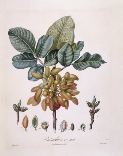 Pistaasi (Pistacia vera), Henry Louis Duhamel du Monceau, Pierre Jean Francois Turpinin kasvitieteellinen levy tekijältä Pierre Jean Francois Turpin