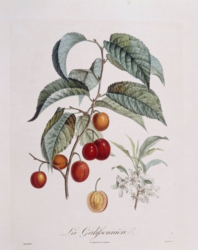 Luumu "La Galifsonniere" Henry Louis Duhamel du Monceau, Pierre Jean Francois Turpinin kasvitieteellinen levy tekijältä Pierre Jean Francois Turpin