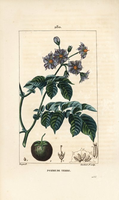 Peruna (peruna) - Peruna, Solanum tuberosum, kukka, lehti, varsi ja hedelmä. Lambert Juniorin käsinvärinen pistekuparikaiverrus Pierre Jean-Francois Turpinin piirroksesta Chaumetonista, Poiret