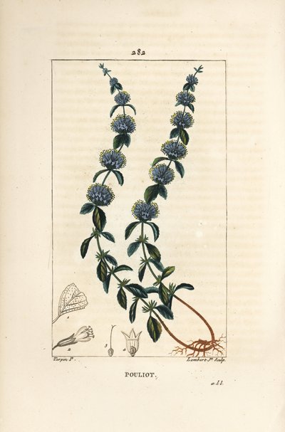 Pouliot Mint - Pennyroyal minttu, Mentha pulegium, kukka, lehti, varsi, juuri ja siemen. Lambert Juniorin käsinvärinen pistekuparikaiverrus Pierre Jean-Francois Turpinin piirroksesta Chaumetonista, Poiret