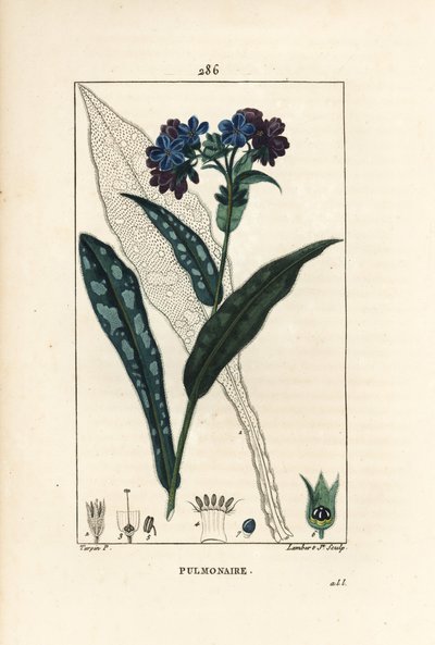 Pulmonary officinale - Keuhkojuuri, Pulmonaria officinalis, kukka, lehti, varsi ja lehti ääriviivattuna. Lambert Juniorin käsinvärinen pistekuparikaiverrus Pierre Jean-Francois Turpinin piirustuksesta Chaumetonista, Poiret