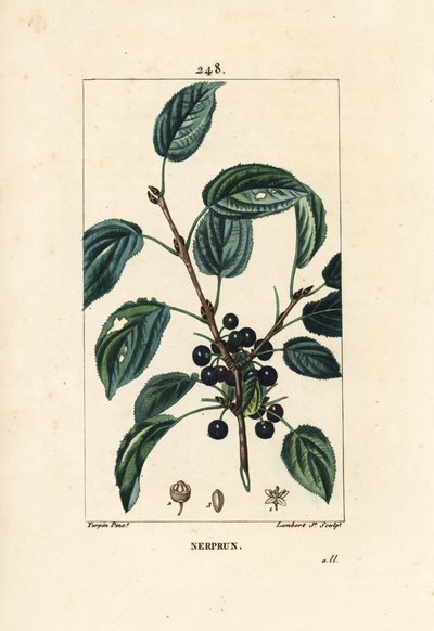 Purgatiivinen tyrni, katarsinen tyrni tai virallinen tyrni - Purging tyrni, Rhamnus cathartica. Lambert Juniorin käsinvärinen pistekuparikaiverrus Pierre Jean-Francois Turpinin piirustuksesta Chaumetonista, Poiret