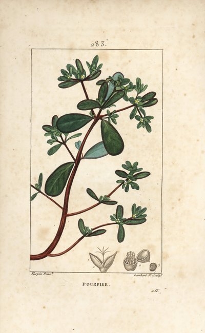 Purslane, Porcelaani, Porculaca oleracea, lehtiä, varsia ja kukkia. Lambert Juniorin käsinvärinen pistekuparikaiverrus Pierre Jean-Francois Turpinin piirroksesta Chaumetonista, Poiret
