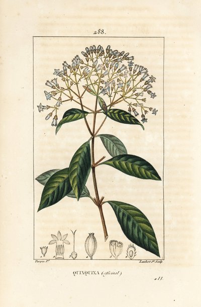 Quinquina - kiniini tai perulainen kuoripuu, Cinchona officinalis, kukka, oksa, lehti ja siemen. Lambert Juniorin käsinvärinen pistekuparikaiverrus Pierre Jean-Francois Turpinin piirustuksesta Chaumetonista, Poiret
