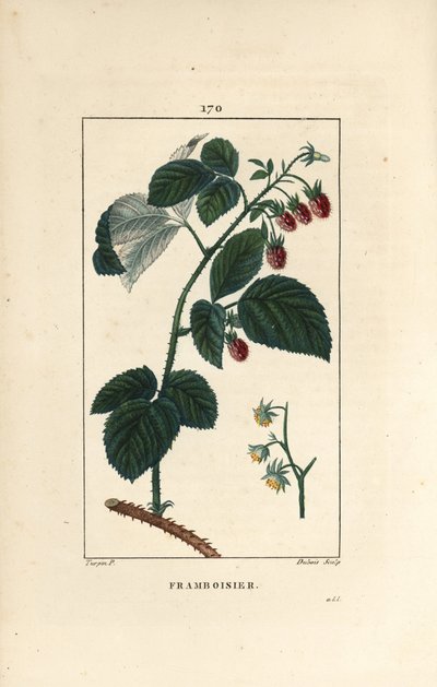 Vadelma - Vadelma, Rubus idaeus, jossa näkyy kukkia, lehtiä, piikkejä ja kypsiä hedelmiä. Lambert Juniorin käsinvärinen pistekuparikaiverrus Pierre Jean-Francois Turpinin piirroksesta Chaumetonista, Poiret