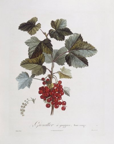 Punaherukka (Ribes rubrum), Henry Louis Duhamel du Monceau, Pierre Jean Francois Turpinin kasvitieteellinen levy tekijältä Pierre Jean Francois Turpin