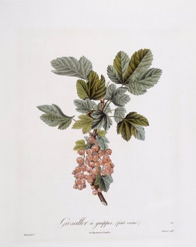 Punaherukka (Ribes rubrum), Henry Louis Duhamel du Monceau, Pierre Jean Francois Turpinin kasvitieteellinen levy tekijältä Pierre Jean Francois Turpin