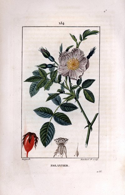 Ruusunmarjan oksa marjalla (ruusunmarjat tai ruusunmarjat) ja ruusu - Villi briar rose, Rosa canina, kukka, silmu ja ruusunmarja. Lambert Juniorin käsinvärinen pistekuparikaiverrus Pierre Jean-Francois Turpinin piirroksesta Chaumetonista, Poiret