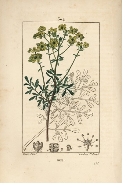 Rue des jardins tai Rue fetide – Rue tai armonyrtti, Ruta graveolens, jossa näkyy kukka, lehti, varsi, siemen ja ääriviivat. Lambert Juniorin käsinvärinen pistekuparikaiverrus Pierre Jean-Francois Turpinin piirustuksesta Chaumetonista, Poiret
