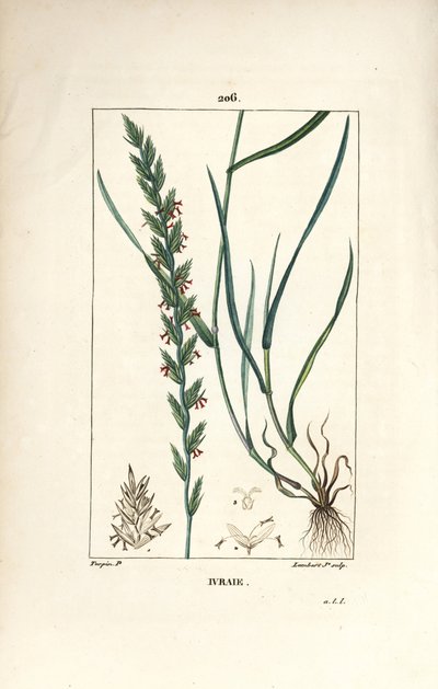 Ruisruoho, Gramen loliaceum. Lambert Juniorin käsinvärinen pistekuparikaiverrus Pierre Jean-Francois Turpinin piirustuksesta Chaumetonista, Poiret