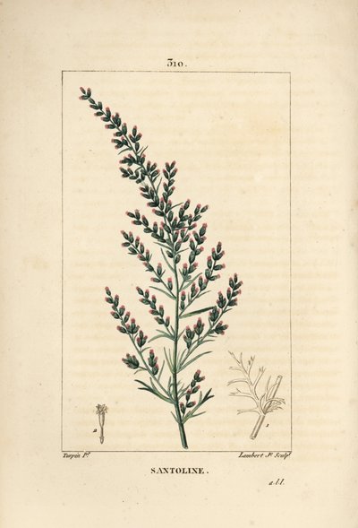Sagebrush variete - madonsiemen tai tatarilainen eteläpuu, Artemisia santonicum. Lambert Juniorin käsinvärinen pistekuparikaiverrus Pierre Jean-Francois Turpinin piirroksesta Chaumetonista, Poiret