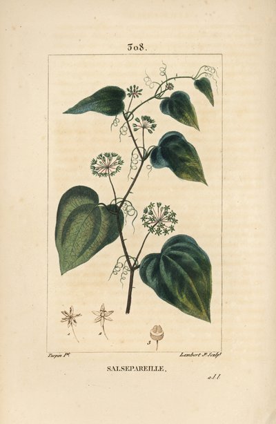 Salsepareille tai Mountain Granon, Spiny Bindweed, Spiny Liset - Karkea bindweed tai sarsaparille, Smilax aspera, jossa on kukka, varsi, jänne, lehti ja siemen. Lambert Juniorin käsinvärinen pistekuparikaiverrus Pierre Jean-Francois Tun piirroksesta tekijältä Pierre Jean Francois Turpin