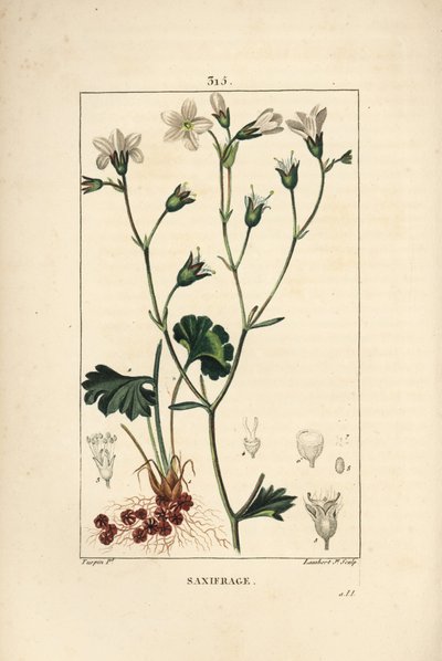 Saxifrage granulee tai Saxifrage a bulbbles - Meadow saxifrage, Saxifraga granulata, kukka, lehti, varsi ja juuri. Lambert Juniorin käsinvärinen pistekuparikaiverrus Pierre Jean-Francois Turpinin piirustuksesta Chaumetonista, Poiret