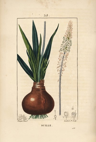 Merikiila, Drimia maritima, sipuli, lehti, varsi ja kukka. Lambert Juniorin käsinvärinen pistekuparikaiverrus Pierre Jean-Francois Turpinin piirustuksesta Chaumetonista, Poiret