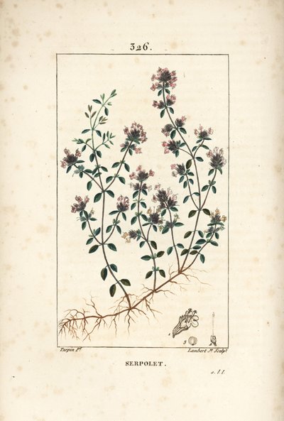 Serpolet tai timjami serpolet - Hiipivä timjami tai villitimjami, Thymus serpyllum, kukka, lehti, varsi ja juuri. Lambert Juniorin käsinvärinen pistekuparikaiverrus Pierre Jean-Francois Turpinin piirustuksesta Chaumetonista, Poiret