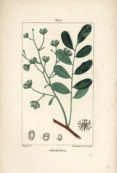 Simarouba bitere - Marupa tai katkerapuu, Simarouba amara (Quassia simaruba), jossa on kukka, lehti, oksa ja siemen. Lambert Juniorin käsinvärinen pistekuparikaiverrus Pierre Jean-Francois Turpinin piirustuksesta Chaumetonista, Poiret