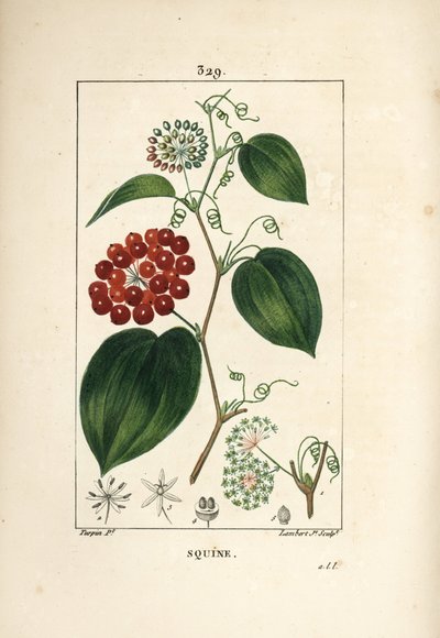 Smilax Variety - kiinalainen smilax, Smilax china, kukka, lonkero, lehti ja hedelmä. Lambert Juniorin käsinvärinen pistekuparikaiverrus Pierre Jean-Francois Turpinin piirustuksesta Chaumetonista, Poiret