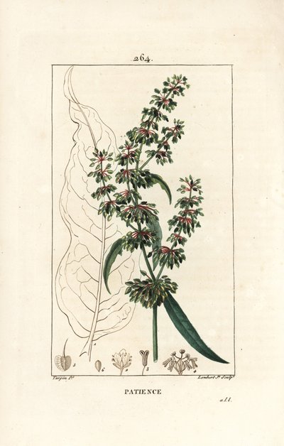 Spinard sorrel ou patience des moines - Patience Dock, Rumex patientia, jossa kukka, varsi, lehdet, siemenet ja lehtien ääriviivat. Lambert Juniorin käsinvärinen pistekuparikaiverrus Pierre Jean-Francois Turpinin piirustuksesta Chaumetonista, Poiret