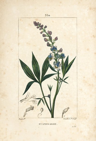 Staphisagria - Lie-bane tai stavesacre, Delphinium staphisagria, kukka, lehti, varsi ja siemen. Lambert Juniorin käsinvärinen pistekuparikaiverrus Pierre Jean-Francois Turpinin piirroksesta Chaumetonista, Poiret