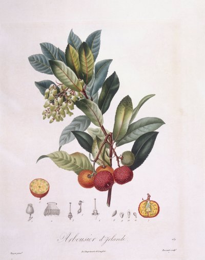 Mansikkapuu (Arbutus unedo), Henry Louis Duhamel du Monceau, Pierre Jean Francois Turpinin kasvitieteellinen levy tekijältä Pierre Jean Francois Turpin