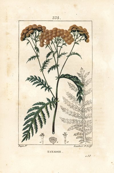 Tansy - Tansy, Tanacetum vulgare. Lambert Juniorin käsinvärinen pistekuparikaiverrus Pierre Jean-Francois Turpinin piirustuksesta Chaumetonista, Poiret