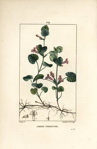 Terrestrial Ivy - Maamuratti, Hedera terrestris. Lambert Juniorin käsinvärinen pistekuparikaiverrus Pierre Jean-Francois Turpinin piirustuksesta Chaumetonista, Poiret