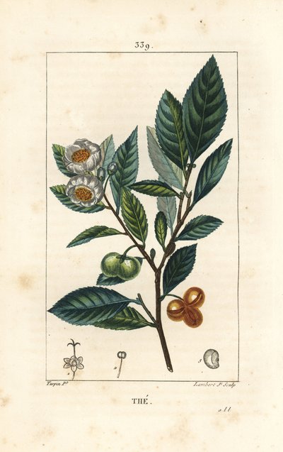 Theier - Tea, Camellia sinensis, jossa näkyy lehtiä, hedelmiä ja kukkia. Lambert Juniorin käsinvärinen pistekuparikaiverrus Pierre Jean-Francois Turpinin piirustuksesta Chaumetonista, Poiret
