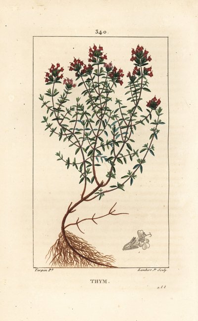 Timjami, Thymus vulgaris, näkyy, kukka, lehti, varsi ja juuri. Lambert Juniorin käsinvärinen pistekuparikaiverrus Pierre Jean-Francois Turpinin piirustuksesta Chaumetonista, Poiret