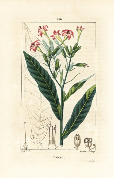 Tupakka - tupakka, Nicotiana tabacum. Lambert Juniorin käsinvärinen pistekuparikaiverrus Pierre Jean-Francois Turpinin piirustuksesta Chaumetonista, Poiret