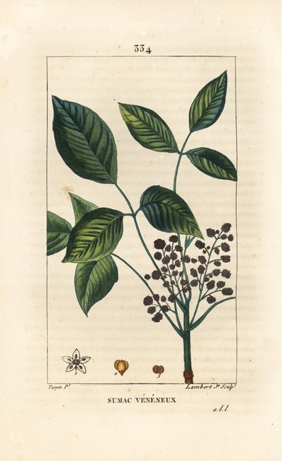 Myrkyllinen liana - Poison Oak, Toxicodendron pubescens. Lambert Juniorin käsinvärinen pistekuparikaiverrus Pierre Jean-Francois Turpinin piirustuksesta Chaumetonista, Poiret