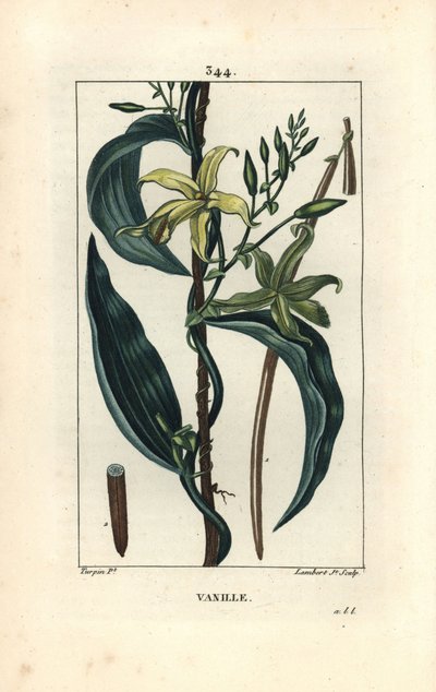 Vanilja - Vanilja orkidea, Epidendron vanilja, kukka, lehti, siemenpalko. Lambert Juniorin käsinvärinen pistekuparikaiverrus Pierre Jean-Francois Turpinin piirroksesta Chaumetonista, Poiret