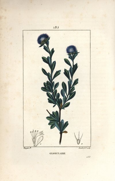 Pallomainen lajike - Kolmihampainen globularia, Globularia fruticosa. Lambert Juniorin käsinvärinen pistekuparikaiverrus Pierre Jean-Francois Turpinin piirroksesta Chaumetonista, Poiret