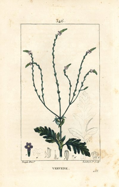 Verbena tai pyhä yrtti, Venuksen suonen tai noitayrtti - Verbena, Verbena officinalis. Lambert Juniorin käsinvärinen pistekuparikaiverrus Pierre Jean-Francois Turpinin piirroksesta Chaumetonista, Poiret